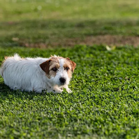 Κατάλυμα σε φάρμα La Massaria Agriresort *